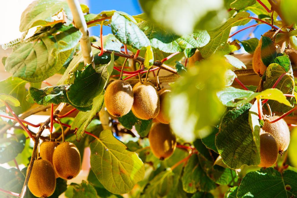 Agriturismo La Coccinella Valfabbrica Екстер'єр фото