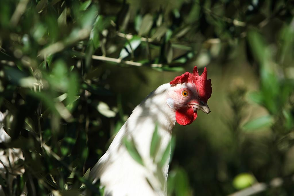 Agriturismo La Coccinella Valfabbrica Екстер'єр фото
